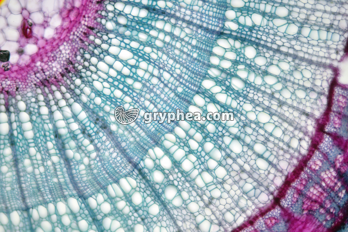 Tige de Tilleul CT x40 - gryphea.org